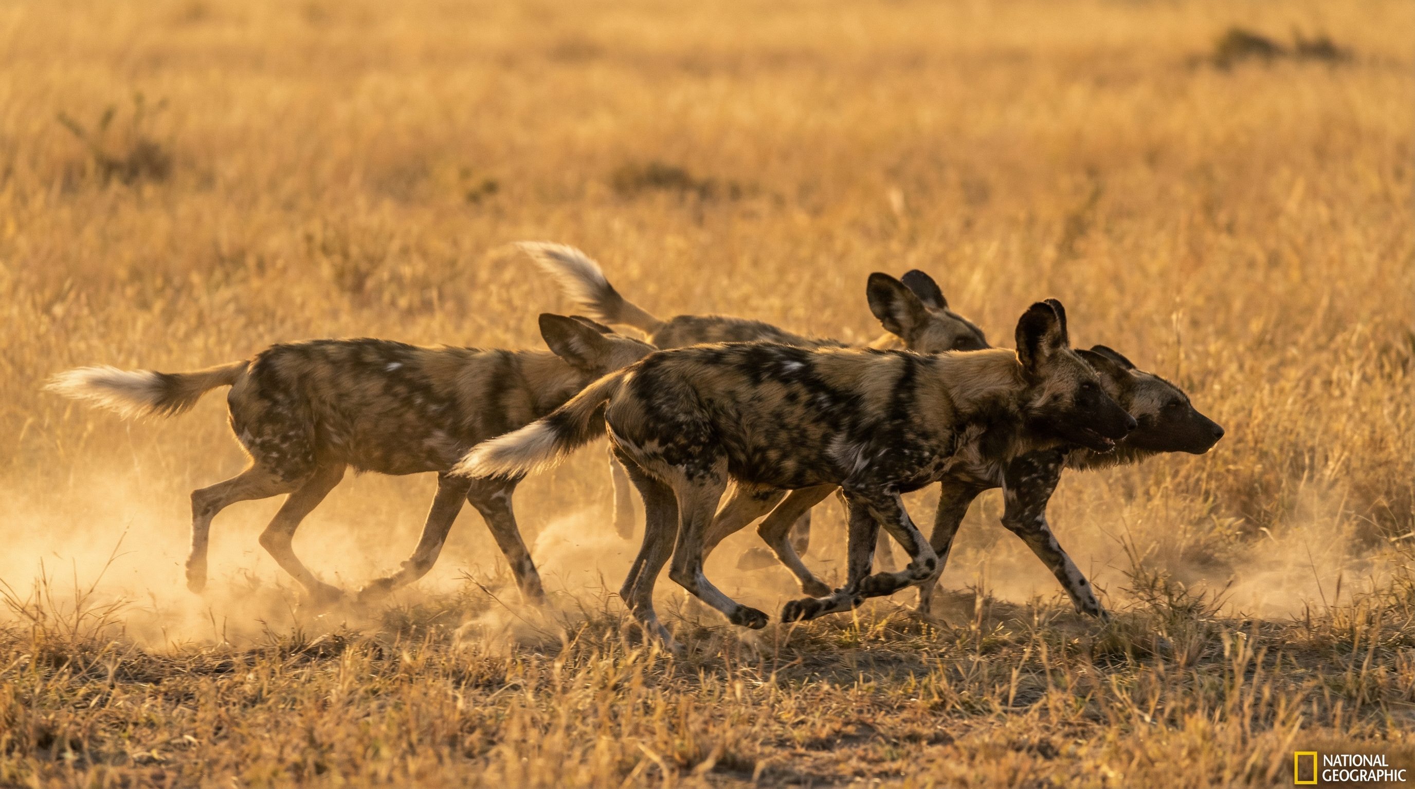 熟女人妻野生动物保护视频