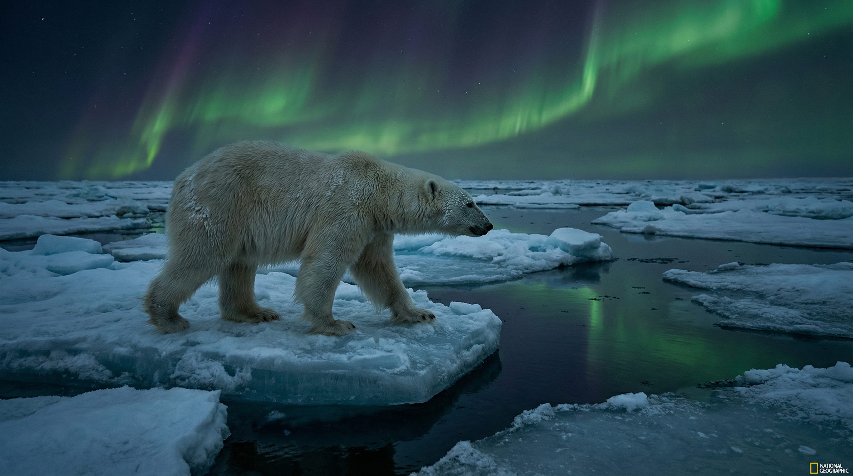 熟女人妻视频：北极熊极地探险视频演示